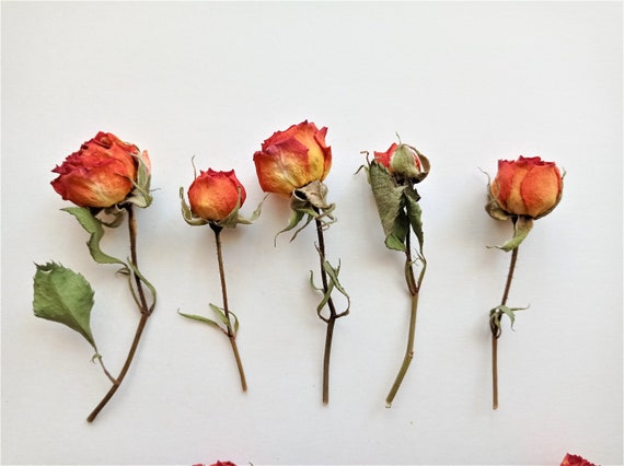 5pcs Dried Mini Roses Dried Orange Roses Tiny Dried Yellow Roses