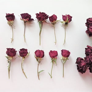 Rose rosse piccole essiccate 5 pezzi, piccole rose bordeaux, rose rosse essiccate scure per decorazioni