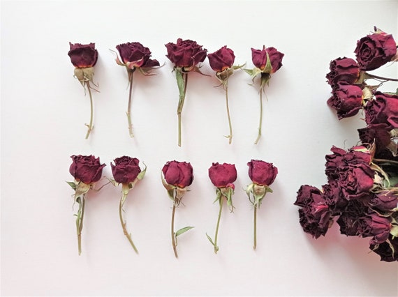 Dried Tiny Red Roses 5pcs, Small Burgundy Roses, Dark Red Dried Roses for  Decors 