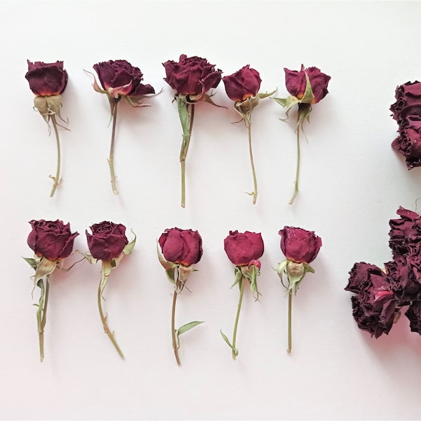 Dried tiny red roses 5pcs, Small burgundy roses, Dark red dried roses for decors