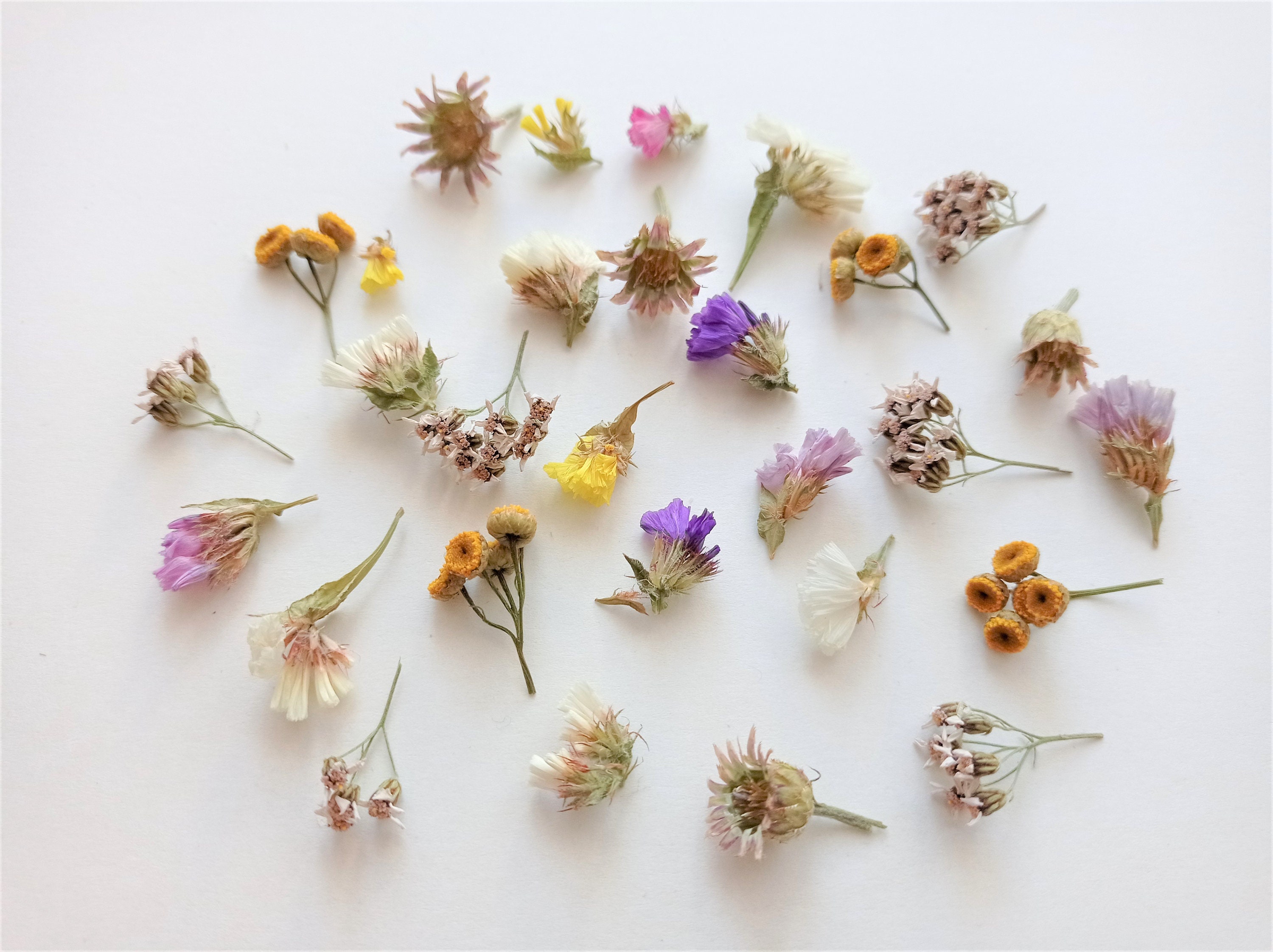 Pequeñas flores secas, mezcla de flores secas, flores para relleno de  resina, decoración floral, pequeñas flores secas, suministro de flores secas,  flores para jabón -  México