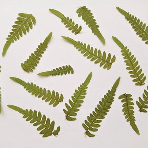 May include: A collection of 14 dried fern fronds on a white background. The fronds are various shades of green and have a delicate, lacy texture.