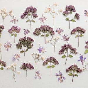 Fleurs séchées pressées 30 pcs, Petites fleurs sauvages pressées, Fleurs et feuilles violettes pressées