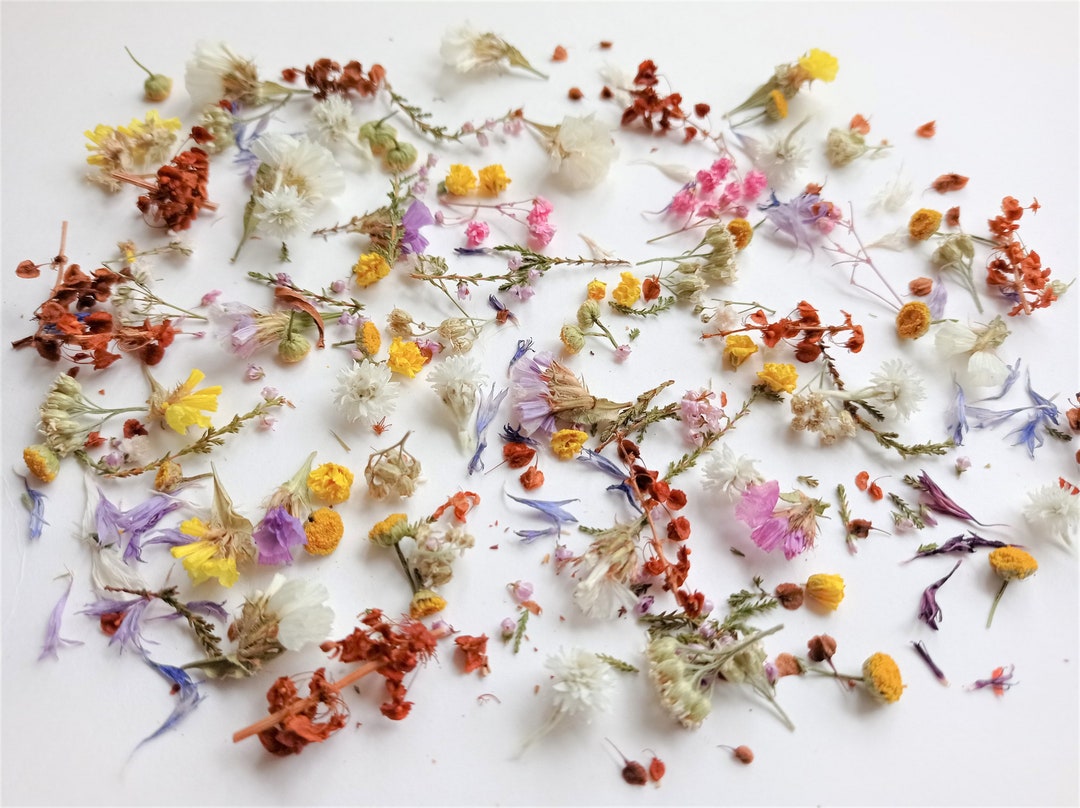 Assorted Small Dried Real Flowers with Container
