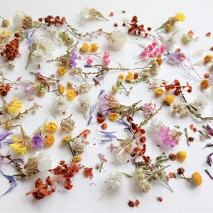 Dried tiny flowers for resin 50ml box, Dried bulk mini flowers, Small assorted flowers for crafts
