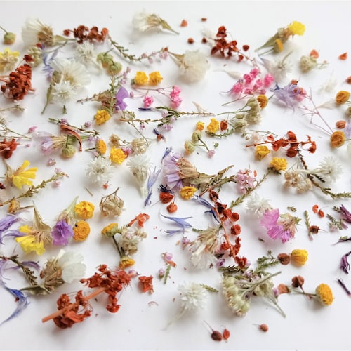 Dried Tiny Flowers for Resin 50ml Box Dried Bulk Mini Etsy