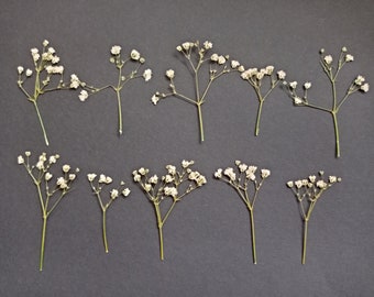 Pressed gypsophila flowers 10pcs, Ivory beige small baby's breath, Pressed tiny baby breath