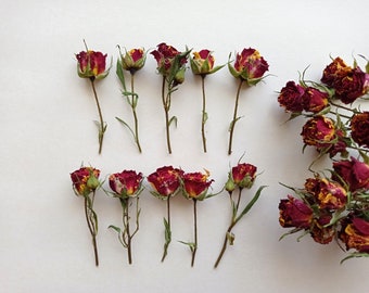 Piccole rose rosse secche 5 pezzi, piccole rose gialle bordeaux, rose secche rosso scuro per decorazioni