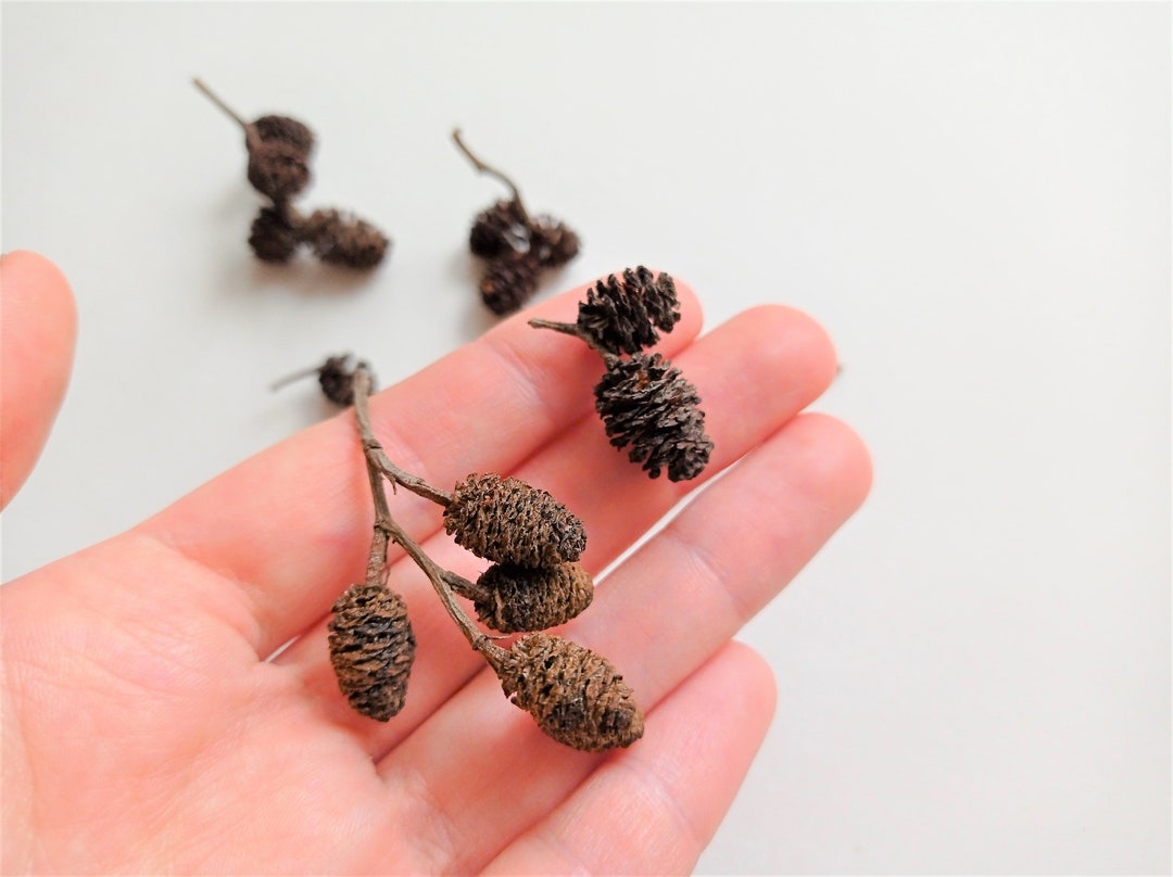 200 Pezzi Pigne di Natale, Mini pigne naturali Pigne del