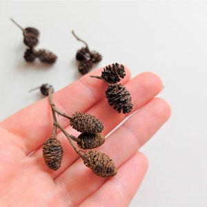 Lot De 75+ Petites Pommes De Pin - Récoltées Séchées En Ohio, Pour Loisirs Créatifs