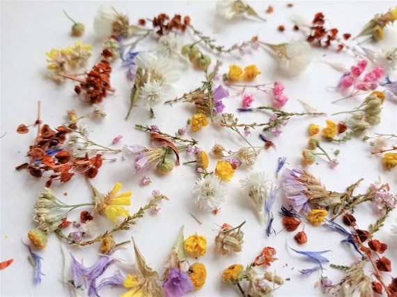 Dried Tiny Flowers for Resin 50ml Box, Dried Bulk Mini Flowers