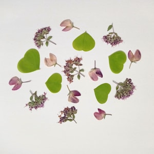 Fleurs pressées pour oeuvre d'art en résine, mélange de fleurs sauvages séchées, vraies fleurs roses et vertes, embellissements botaniques, bijoux DIY, sous-verres, travaux manuels