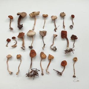 Mini mushroom set, Tiny mushrooms for resin, Dried moss, Miniature fungi, Fairy garden mushrooms, Mushrooms for crafts