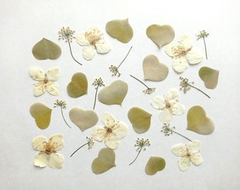 30 pcs mélange de fleurs blanches pressées, fleurs sauvages ivoire pressées séchées, petite verdure pressée pour résine