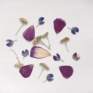 Ensemble de fleurs pressées, mélange de fleurs violettes pressées séchées, fleurs bleues pressées en vrac, verdure pressée