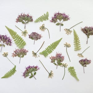 Fiori secchi pressati 24 pezzi, piccolo set di fiori pressati, mix di fiori secchi per artigianato