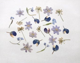 Fiori secchi pressati 25 pezzi, set di fiori blu pressati piccoli, mix di fiori secchi per l'artigianato