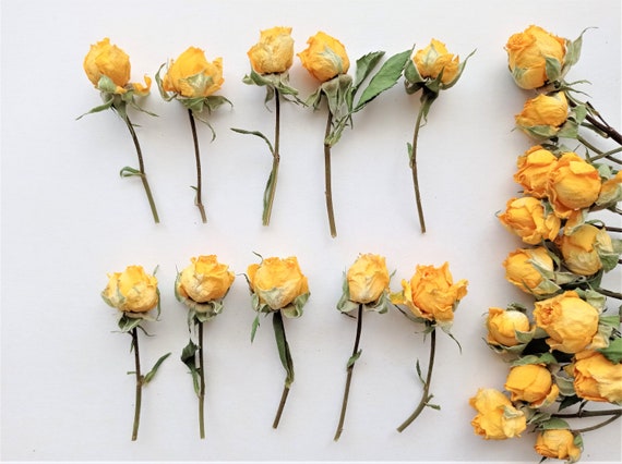 Dried Tiny Roses 5pcs, Dried Yellow Roses, Small Dried Rose Flowers for  Crafts 