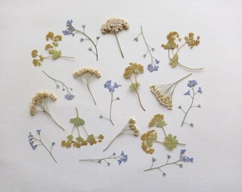 Fleurs sauvages pressées séchées 18 pièces : art floral, bijoux en résine