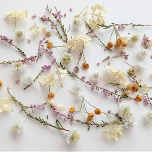 Dried tiny flowers for resin 50ml box, Dried ivory bulk mini flowers, Small multicolor assorted flowers for crafts