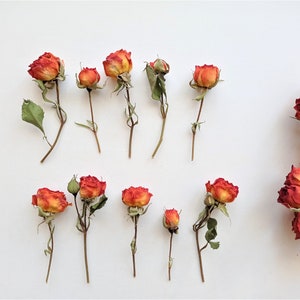 5pcs dried mini roses, Dried orange roses, Tiny dried yellow roses for crafts