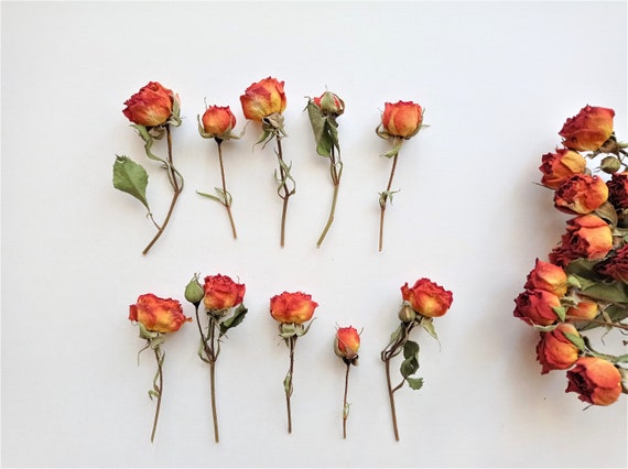 5pcs Dried Mini Roses, Dried Orange Roses, Tiny Dried Yellow Roses