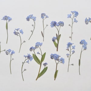 15pz fiori pressati non ti scordar di me, veri non ti scordar di me pressati secchi, fiori blu pressati alla rinfusa, fiori pressati piatti