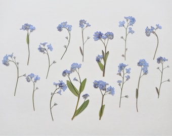 15pcs pressed flowers forget me nots, Real dried pressed forget me nots, Bulk pressed blue flowers,  Flat pressed flowers
