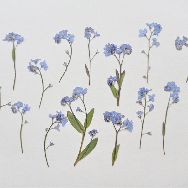 15pcs pressed flowers forget me nots, Real dried pressed forget me nots, Bulk pressed blue flowers,  Flat pressed flowers