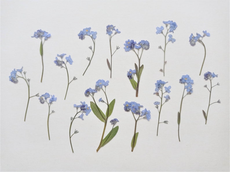 15pcs Pressed Flowers Me Nots Real Dried Pressed Etsy