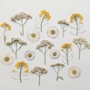Set di fiori pressati secchi 18 pezzi, mix di fiori secchi piccoli, fiori pressati sfusi