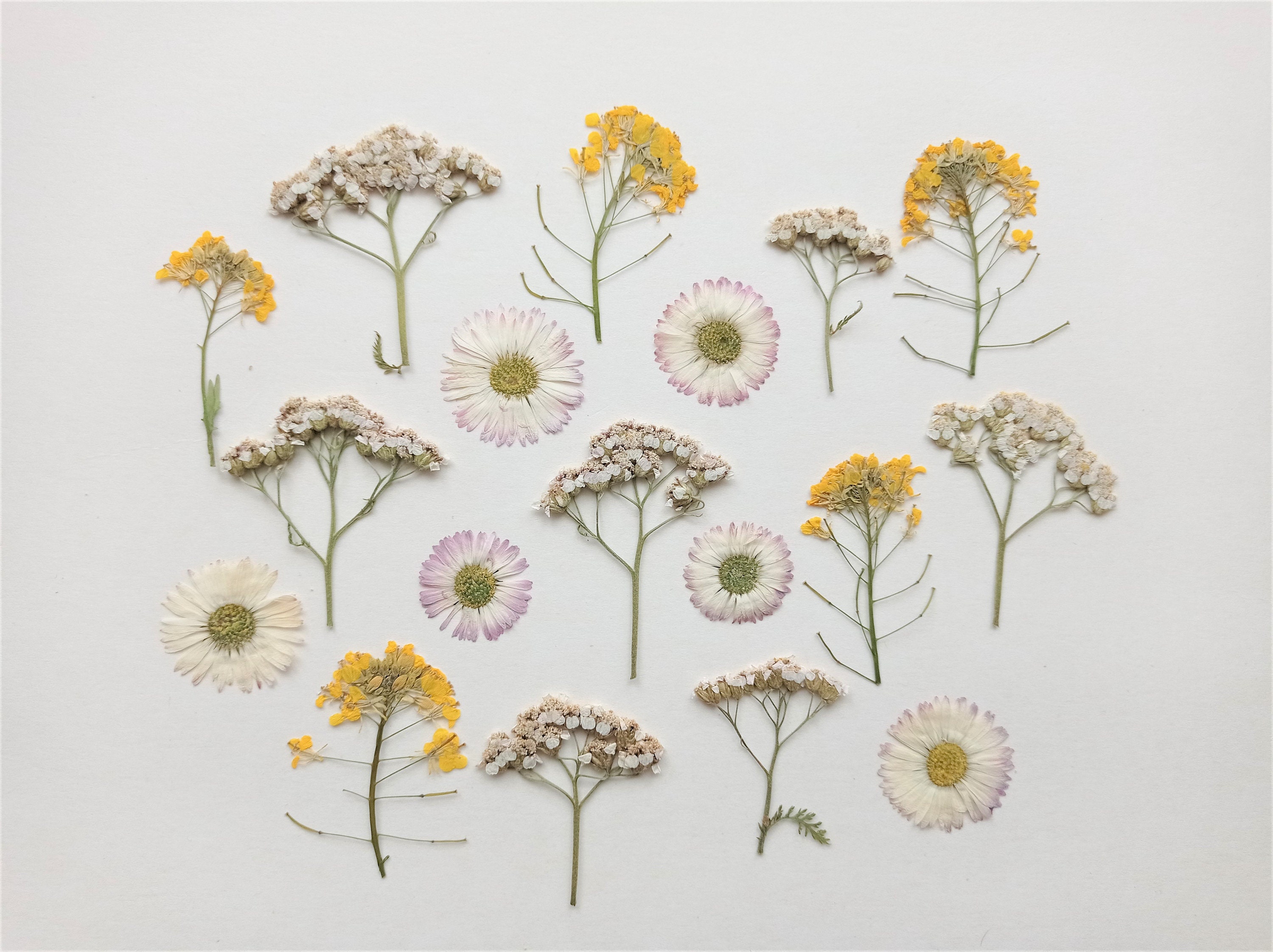 Dried Flowers Set of 10-16 PCS Pressed Dried Flower Assorted Pressed  Flowers Leaves Mixed Pressed Real Flower Mix ,dry Flower for Resin 