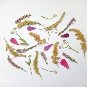 Ensemble de fleurs pressées 25 pièces, mélange de fleurs d'été pressées séchées, fleurs délicates pressées en vrac, verdure pressée, plantes botaniques colorées pressées