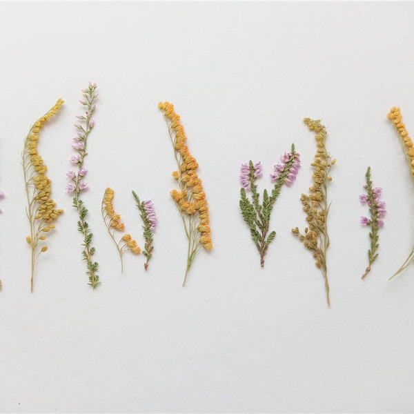 12pcs dried pressed flowers, Pink and yellow pressed flowers, Pressed heather, Pressed goldenrod, solidago