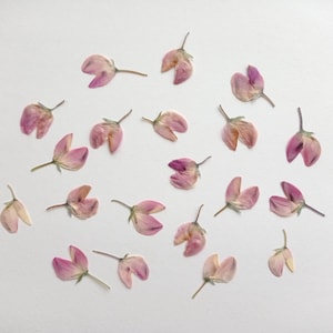 20 stuks gedroogde geperste kleine lupinebloemen, kleine beige roze geperste bloembladen voor knutselen, epoxyharssieraden, botanische kunst