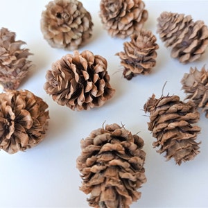 Small pine cones 20/40pcs, Tiny larch cones, Decorative pine cones