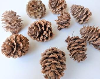 Piccole pigne di larice naturale, pigne decorative (20/40 pezzi)