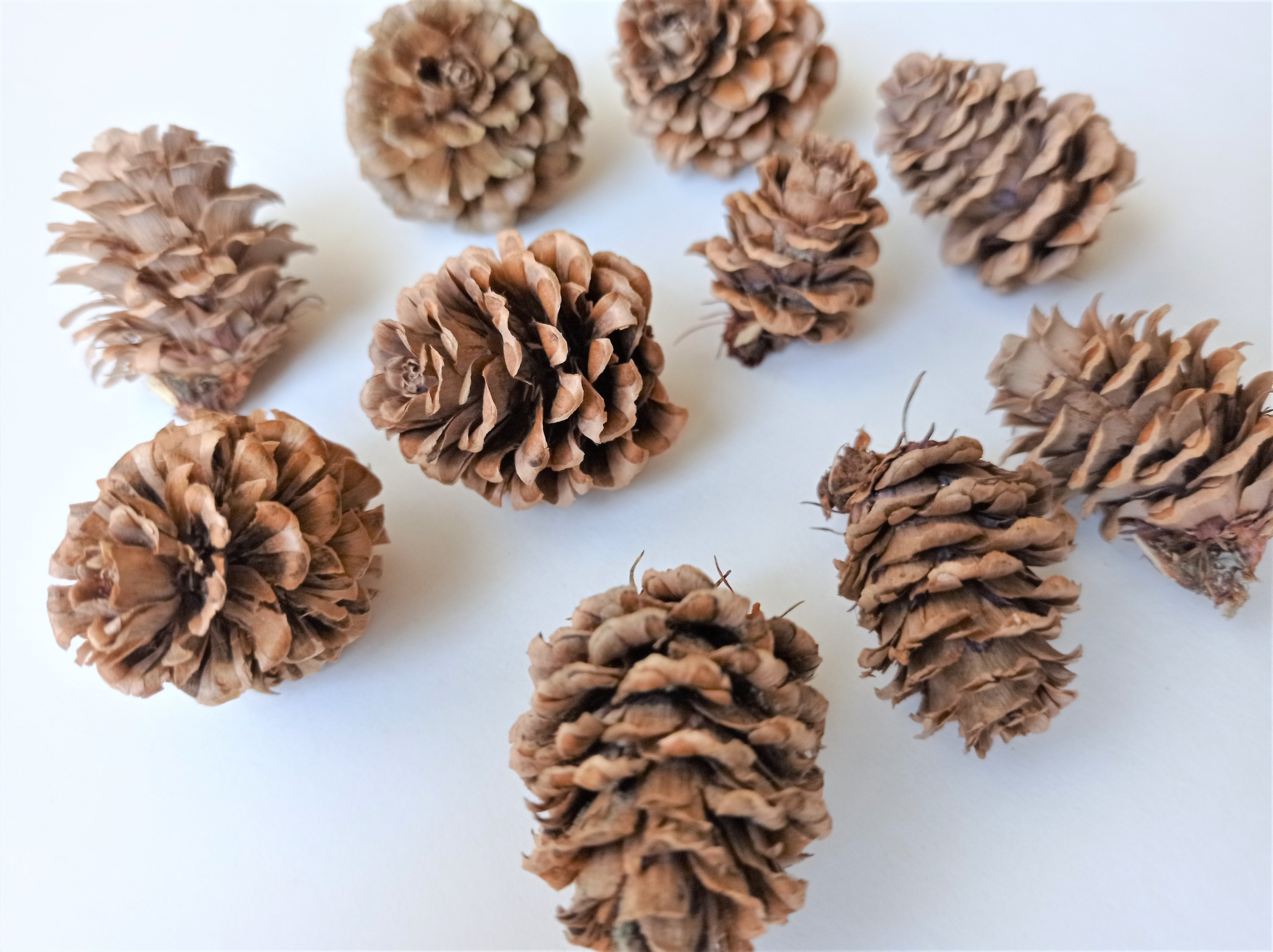 200 Pigne Decorative Naturali - 4-6 Cm, Per Autunno, Inverno E Natale - Decorazioni Fai-Da-Te - Foto 8