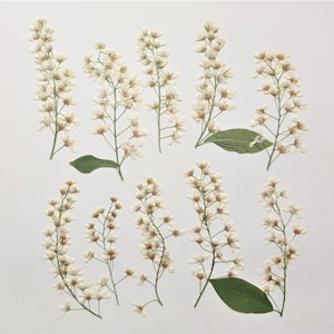 Fiori bianchi pressati 10 pezzi, Ciliegio essiccato pressato, Fiori d'avorio essiccati per artigianato