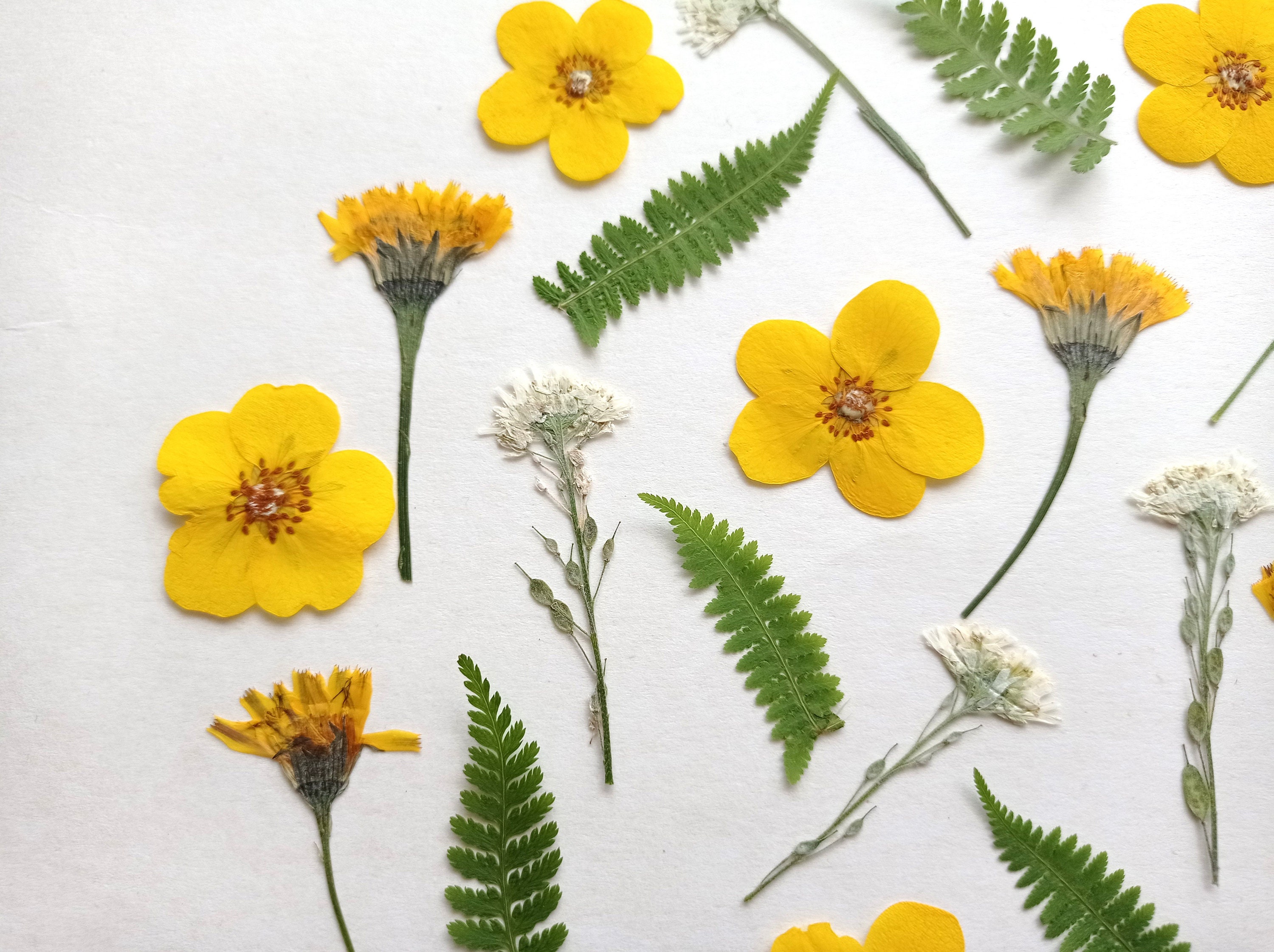 Dried Pressed Flowers For Crafts - Pressed Flowers Mix Pack - Dry Pres –  DOMEDBAZAAR