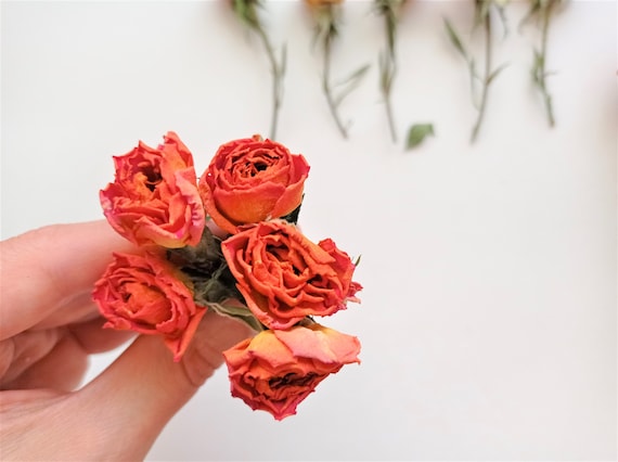 7pcs Dried Tiny Roses, Dried Beige Pink Roses, Dried Mini Rose