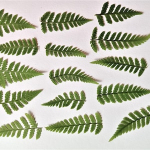 Piccole foglie di felce pressate 15 pezzi, felce selvatica essiccata vera, felce verde, verde naturale per l'arte botanica