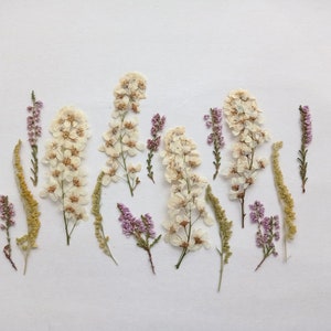 Può includere: Vista dall'alto di fiori secchi, tra cui varietà bianche, viola e gialle, disposti su una superficie bianca. La composizione presenta varie forme e trame, creando un tema botanico e naturale.