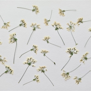 Flores prensadas secas reales 15pcs, Encaje de la reina Ana blanca, Pétalos prensados naturales, Flor seca prensada, tarjeta, joyería de resina, arte botánico