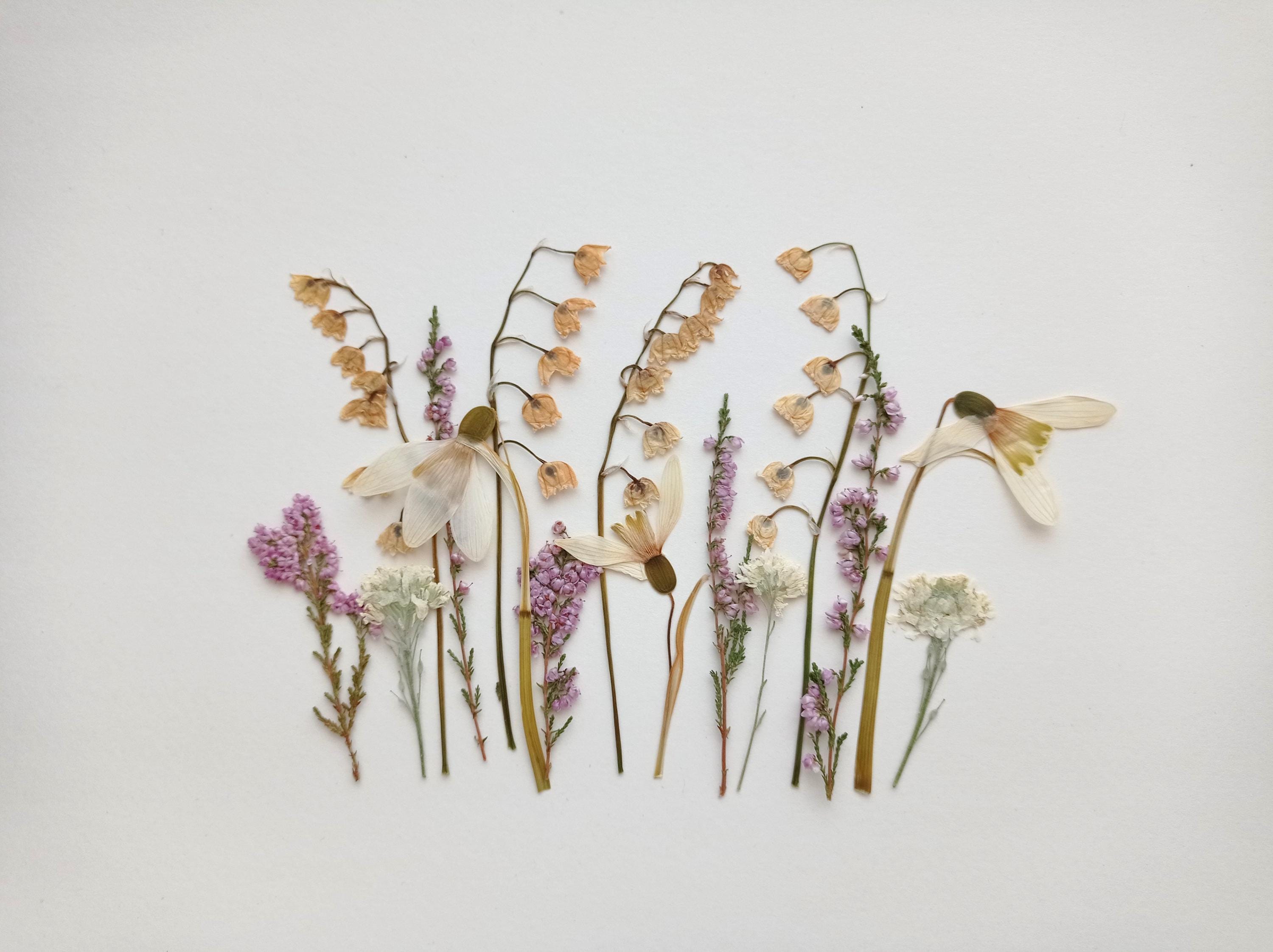 Dried pressed wildflower set, Dried pink flowers, Pressed pastel flowers, Pressed vintage flower mix, Dried flower art, Flowers for candles