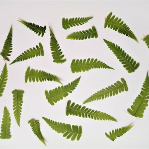 Piccole foglie di felce 20 pezzi, felce selvatica pressata essiccata vera, felce verde mista, verde naturale per arte botanica, gioielli in resina, creazione di biglietti