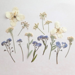 May include: An assortment of dried flowers, including white blossoms and small blue forget-me-nots, arranged on a white surface. The delicate floral arrangement features various shapes and textures, showcasing the natural beauty of pressed botanicals.