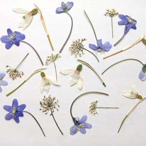Ensemble de fleurs pressées 19 pièces, mélange de fleurs d'été pressées séchées, fleurs délicates pressées en vrac, verdure pressée, plantes botaniques pressées