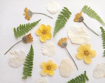 Pressed dried flowers 20pcs, Small pressed yellow flower set, Dried flower mix for crafts
