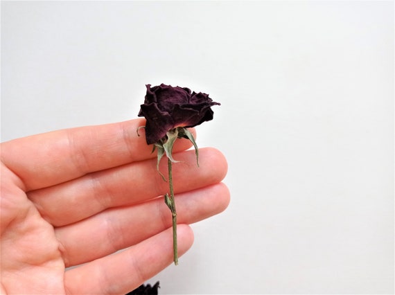 Dried Tiny Roses 5pcs, Dried Beige Pink Roses, Small Dried Rose Flowers for  Crafts 